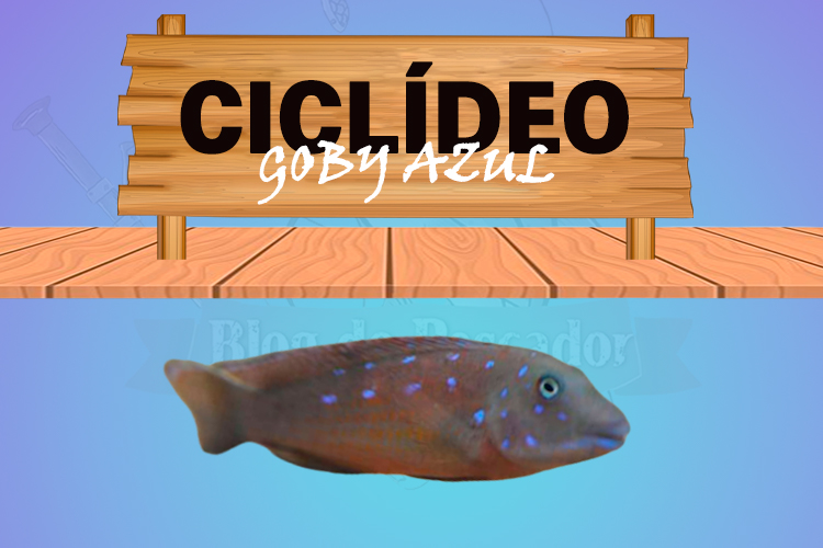 ciclideo goby azul