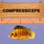 compressiceps