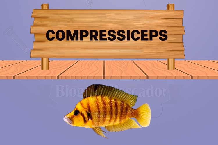 compressiceps