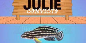 julie convicto