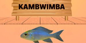 kambwimba