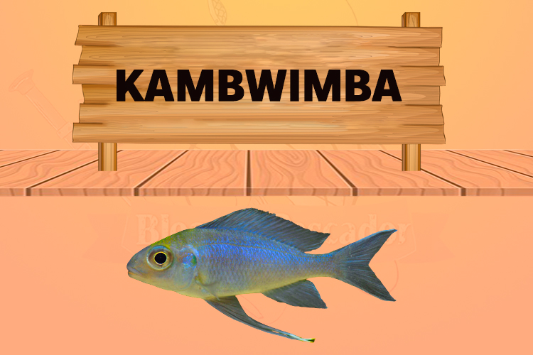 kambwimba