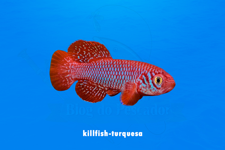killfish-turquesa