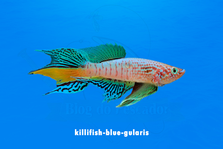 killifish-blue-gularis