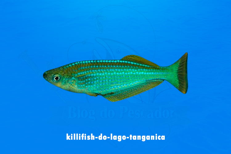 killifish-do-lago-tanganica