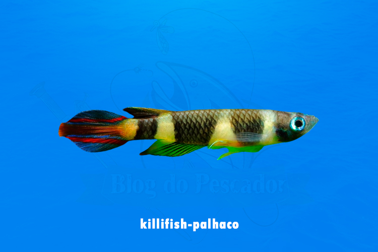killifish-palhaco