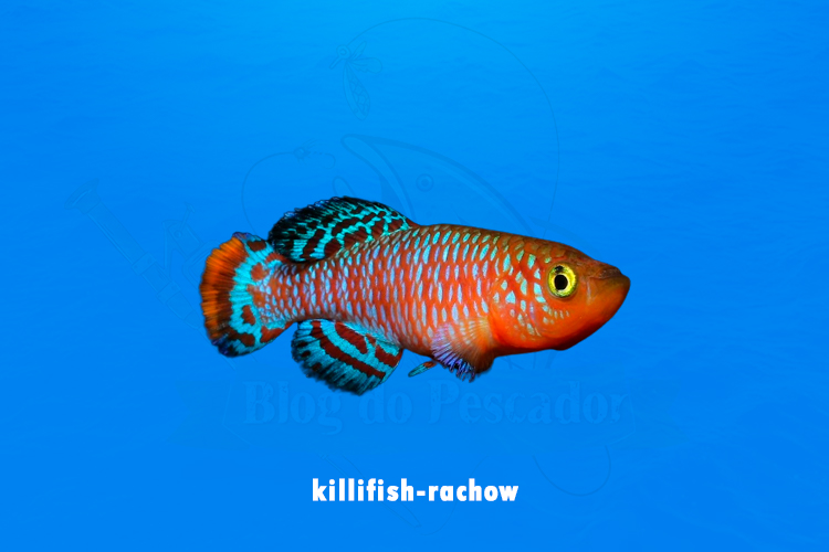 killifish-rachow