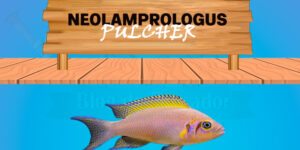 neolamprologus pulcher
