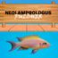 neolamprologus pulcher