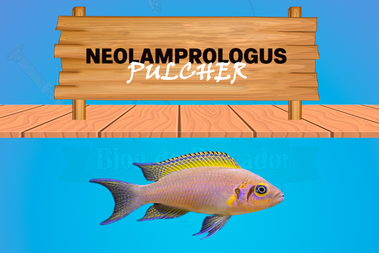 neolamprologus pulcher