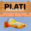 plati variatus