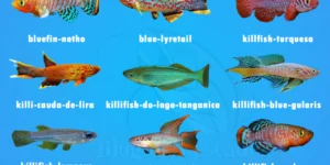 tipos de peixe killifish