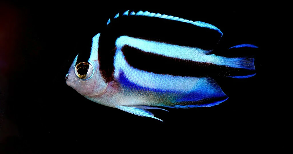 Caracteristicas do peixe bellus angelfish
