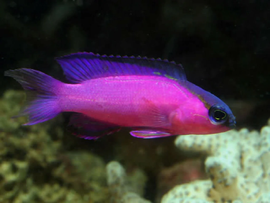 Caracteristicas do peixe black cap basslet