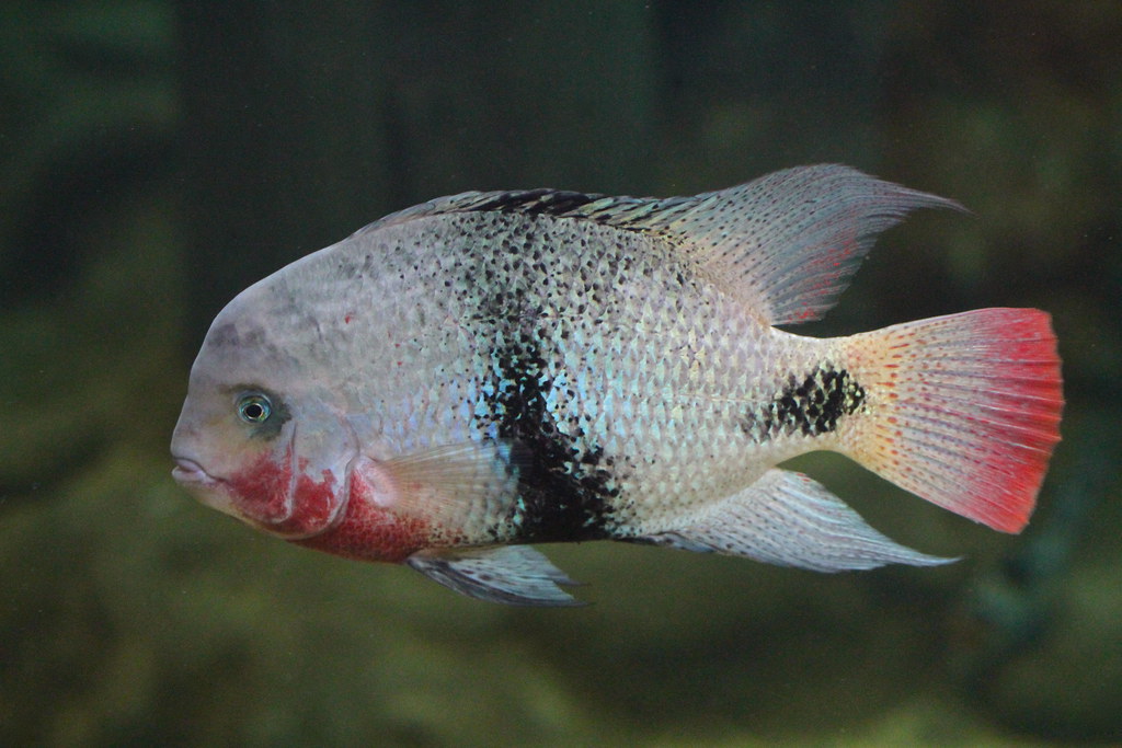 Caracteristicas do peixe ciclideo faixa preta