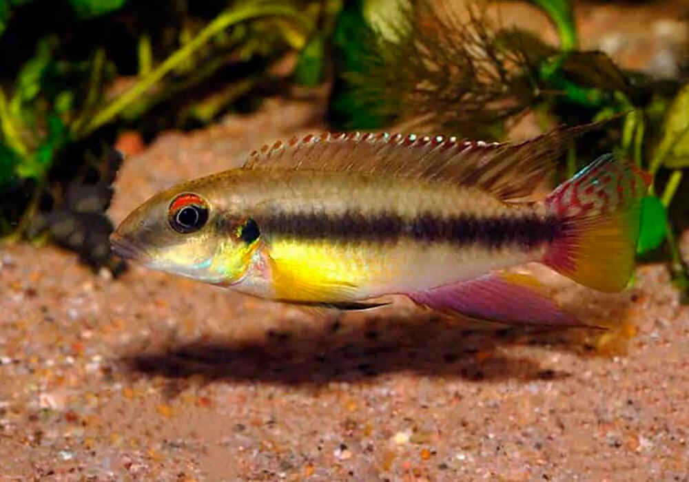 Caracteristicas do peixe ciclideo yellow krib