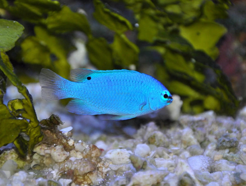 Caracteristicas do peixe damsel blue devil 