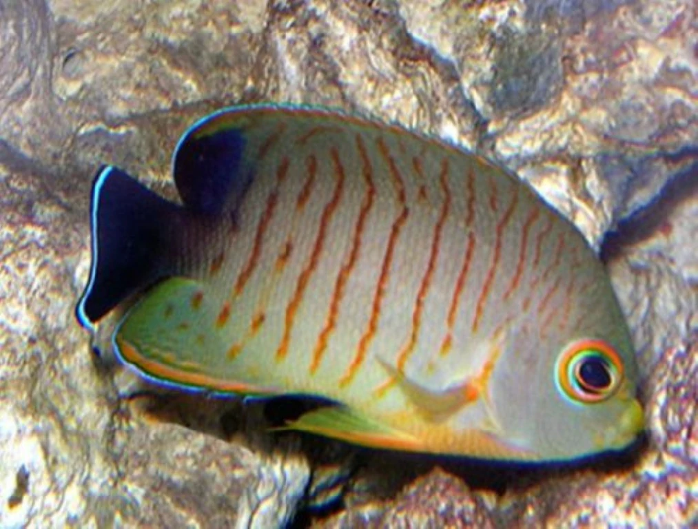 Caracteristicas do peixe eibli angelfish