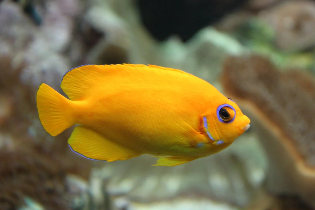 Caracteristicas do peixe lemon peel angelfish