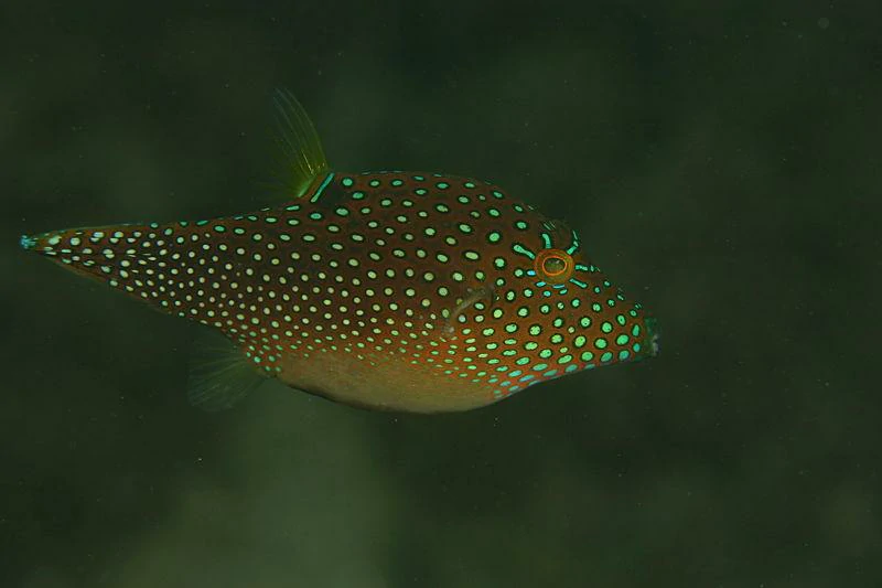 Caracteristicas do peixe spotted sharpnose