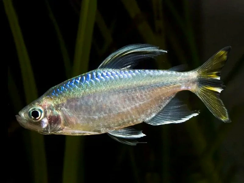 Caracteristicas do peixe tetra yellowtail