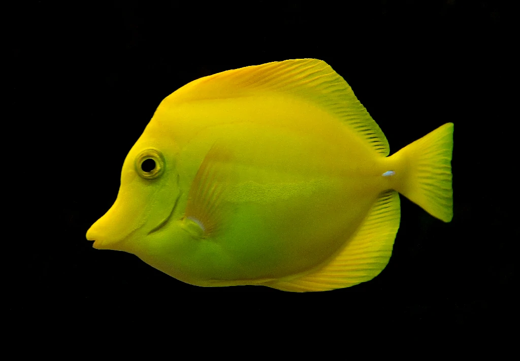 Caracteristicas do peixe yellow tang