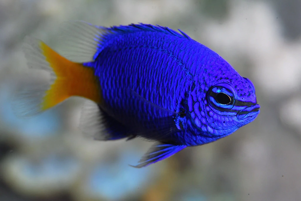Caracteristicas do peixe yellowtail blue damselfish