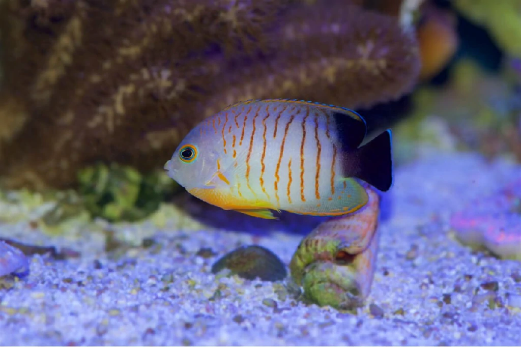 Onde encontrar o peixe eibli angelfish