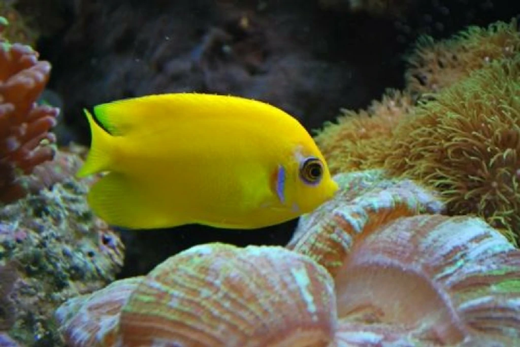 Onde encontrar o peixe lemon peel angelfish