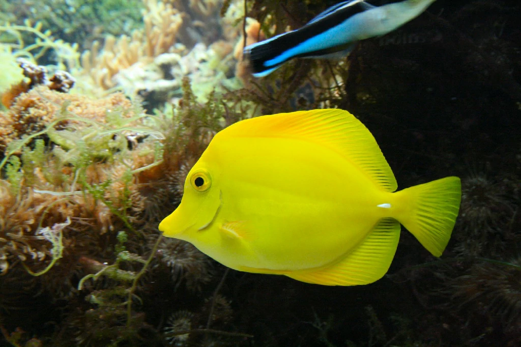 Onde encontrar o peixe yellow tang