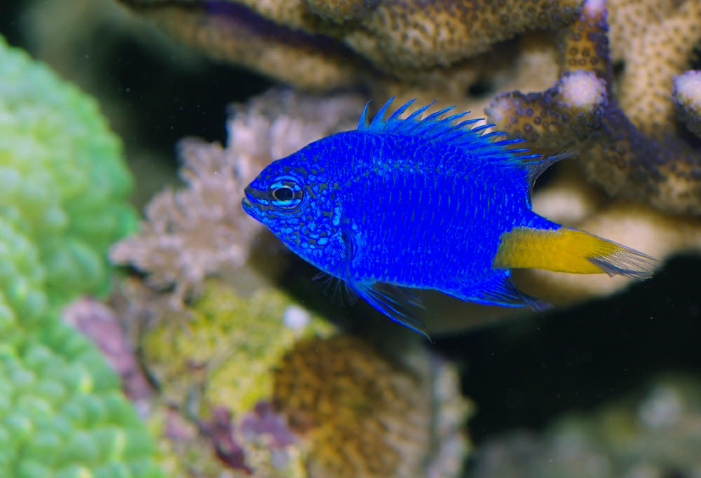 Onde encontrar o peixe yellowtail blue damselfish
