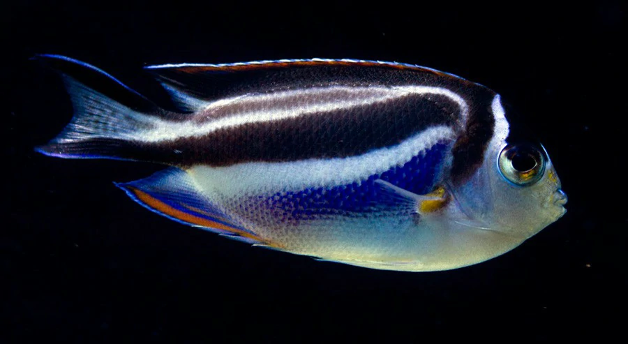 bellus angelfish 