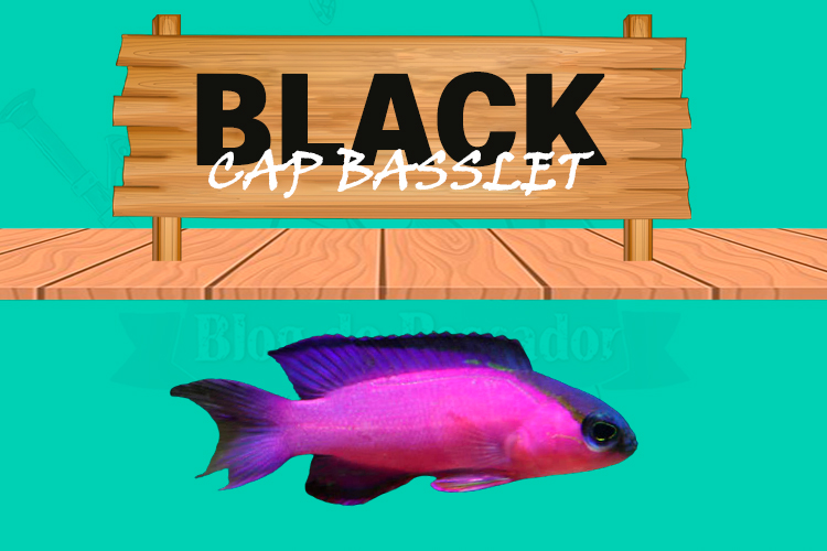 black cap basslet
