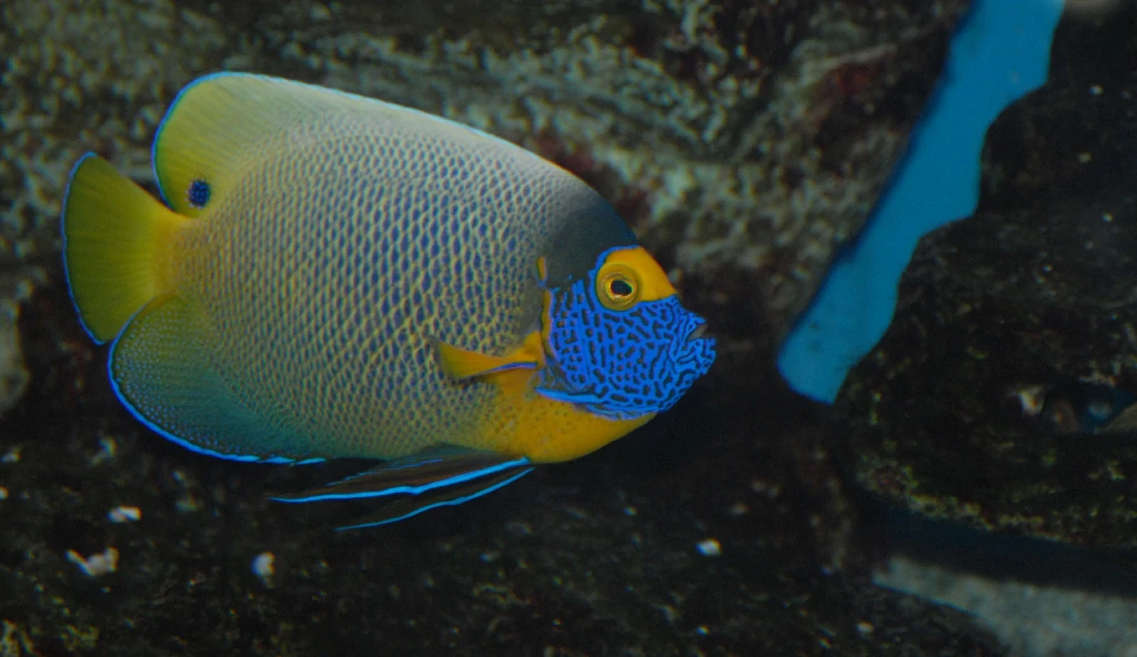 blueface angelfish 