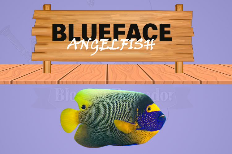 buesface angelfish