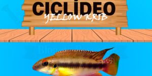 ciclideo yellow krib