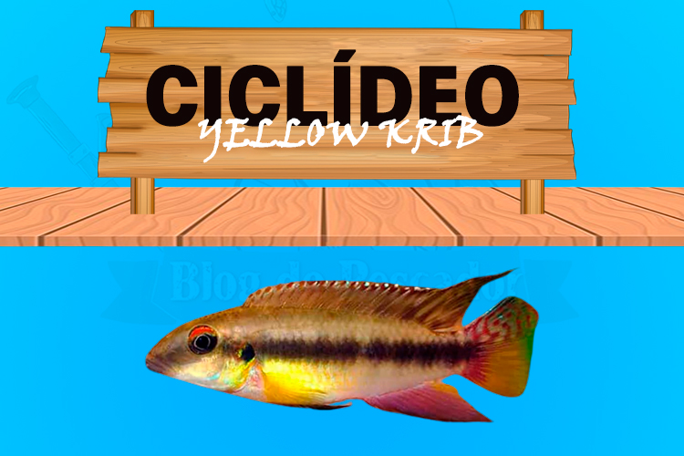 ciclideo yellow krib