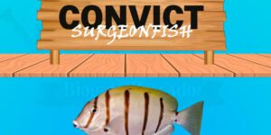 convict surgeonfish