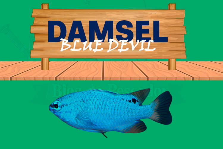 damsel blue devil