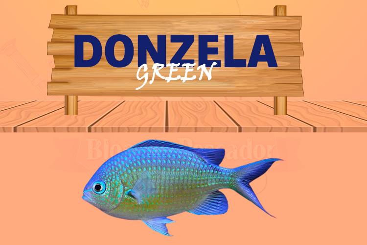 donzela green