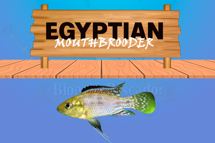 egyptian mouthbrooder