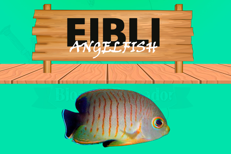 eibli angelfish