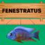 fenestratus