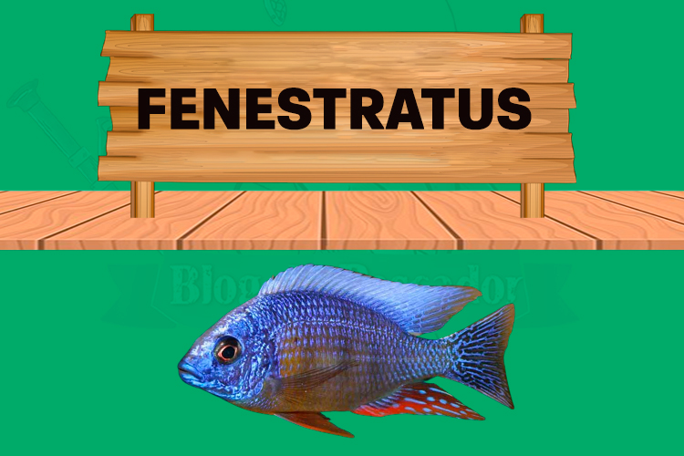 fenestratus