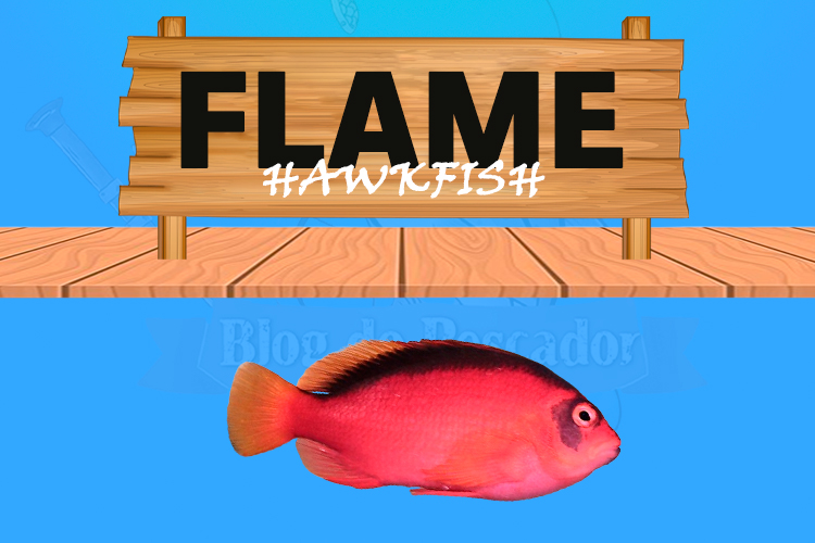 flame hawkfish
