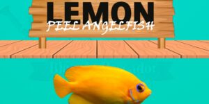lemon peel angelfish