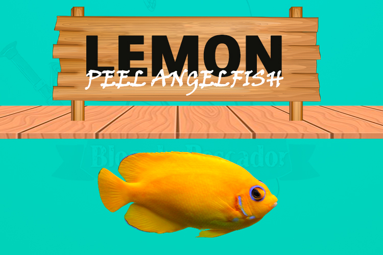 lemon peel angelfish