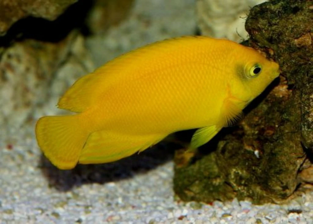 lemon peel angelfish 