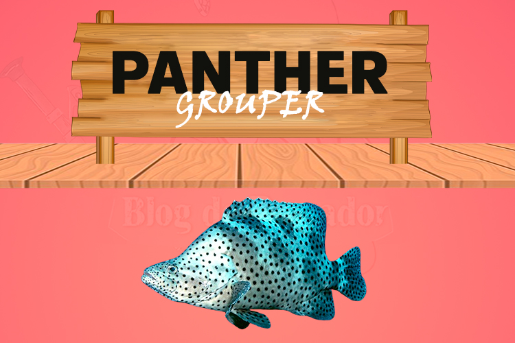 panther grouper