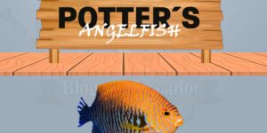 potter's angelfish